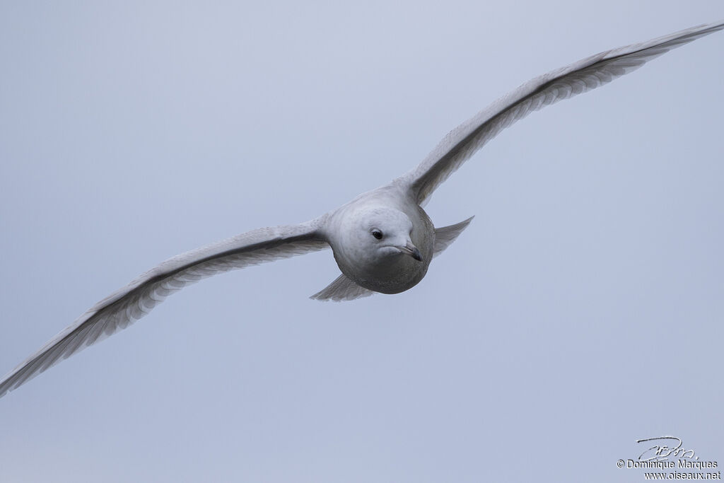 Goéland à ailes blanches2ème année