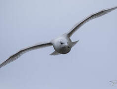 Iceland Gull