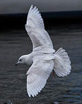 Goéland à ailes blanches