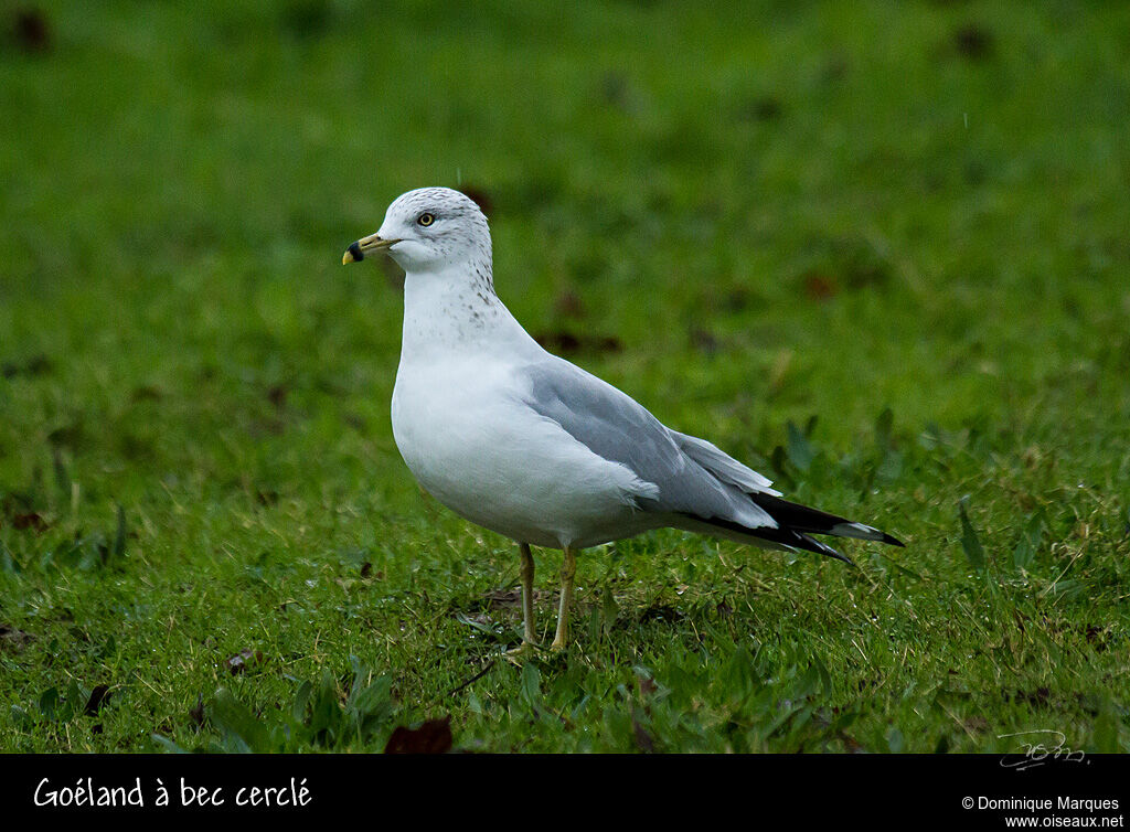 Goéland à bec cercléadulte internuptial, identification