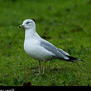 Ring-billed Gull