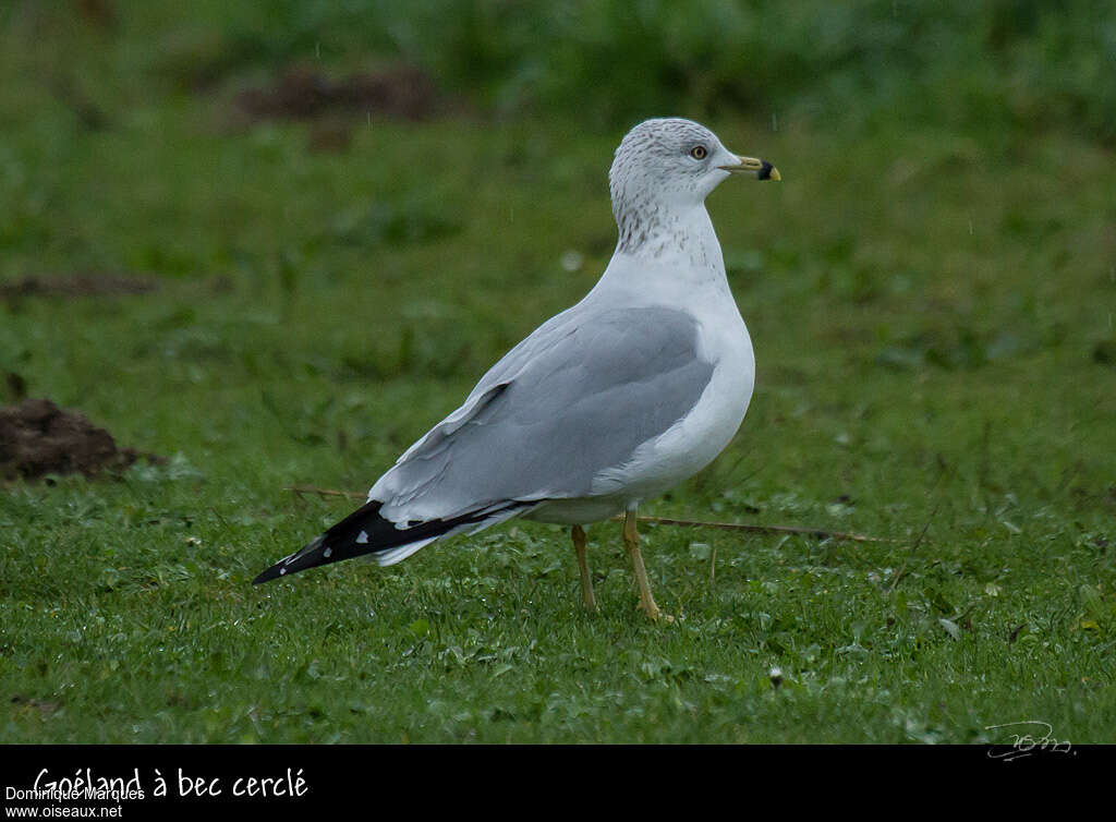 Goéland à bec cercléadulte, identification