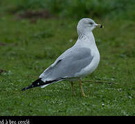 Ring-billed Gull