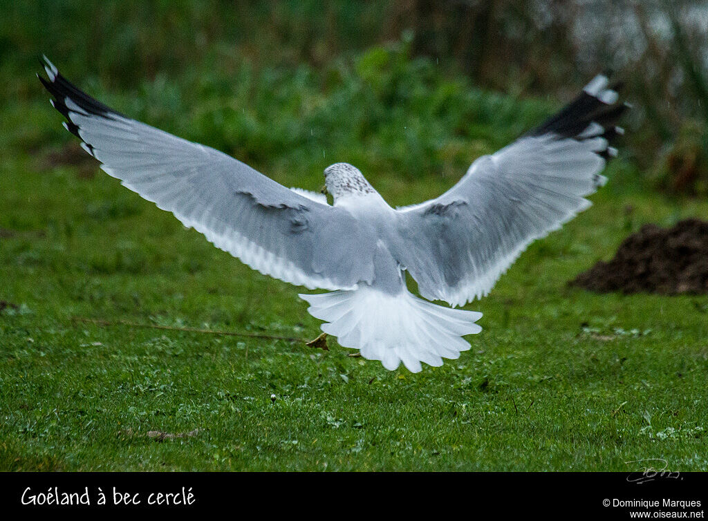 Ring-billed Gulladult