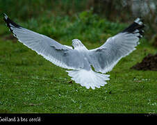 Ring-billed Gull