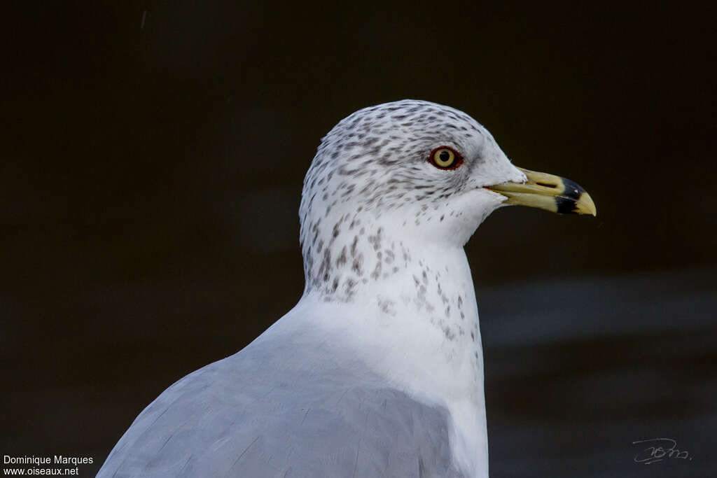 Ring-billed Gulladult post breeding, identification, close-up portrait