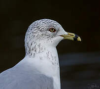 Ring-billed Gull