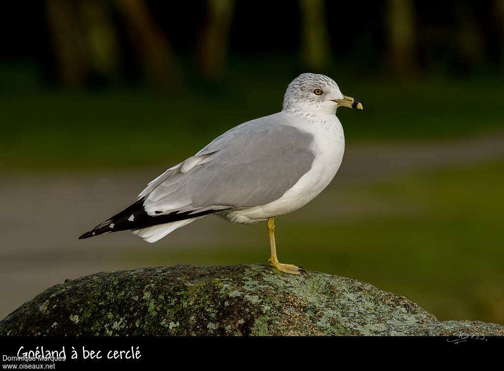 Ring-billed Gull, identification