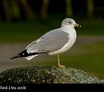 Ring-billed Gull