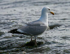 European Herring Gull