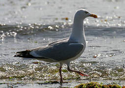 European Herring Gull