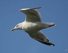 European Herring Gull