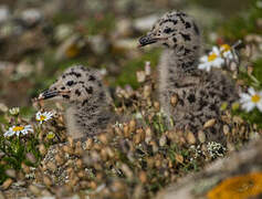 European Herring Gull