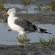 Lesser Black-backed Gull