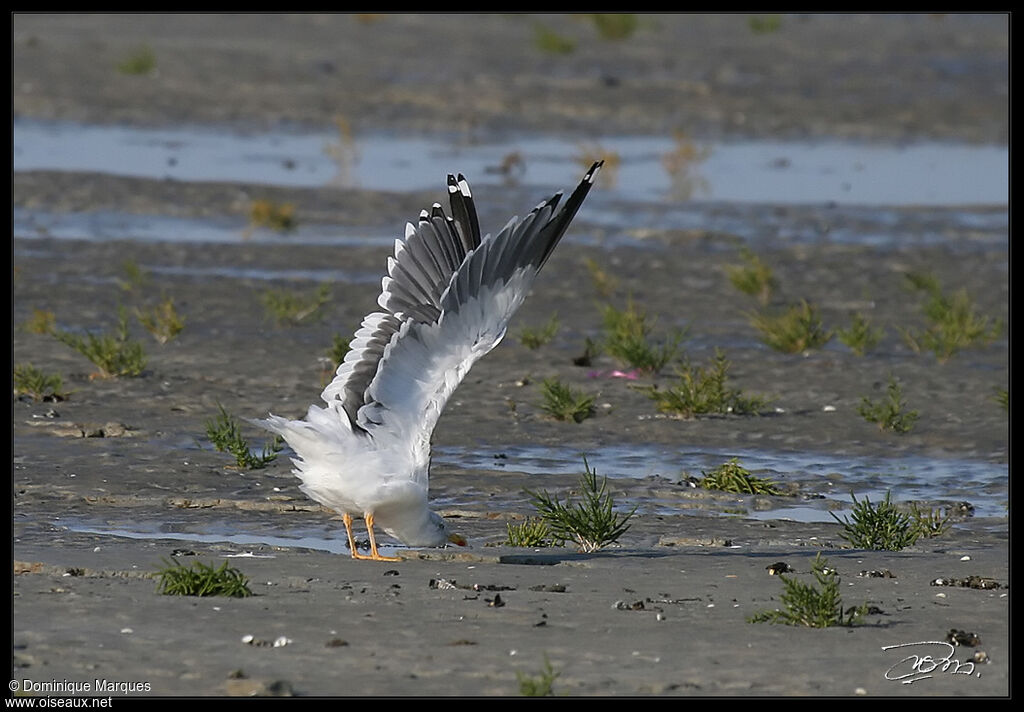 Lesser Black-backed Gulladult