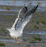 Lesser Black-backed Gull