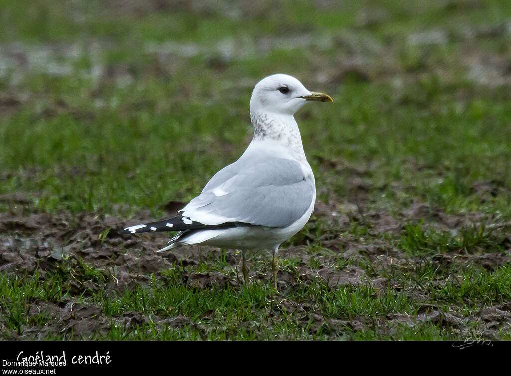 Goéland cendréadulte internuptial, identification