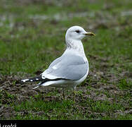 Common Gull