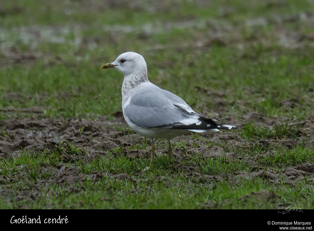 Goéland cendréadulte internuptial, identification