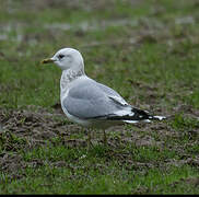 Mew Gull