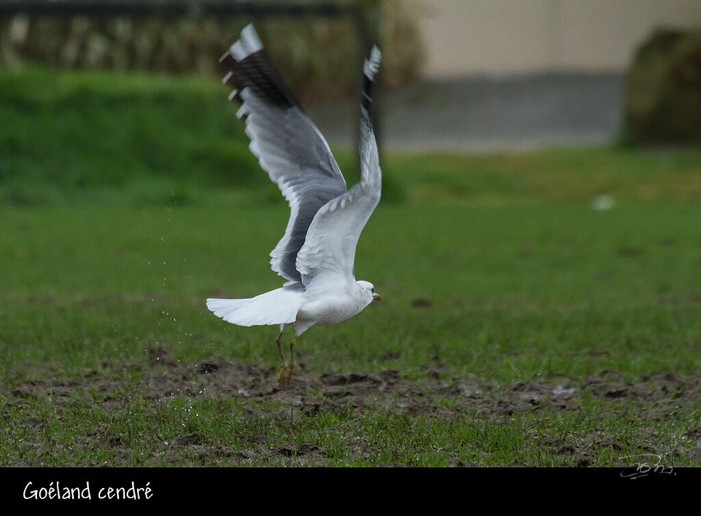 Mew Gull