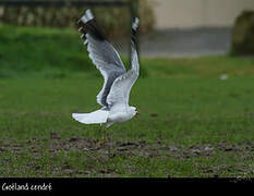 Common Gull