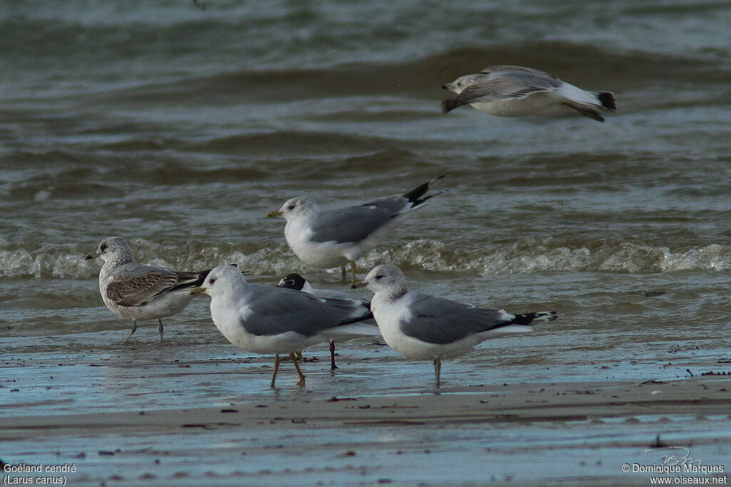 Common Gulladult, identification