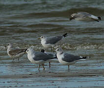 Mew Gull