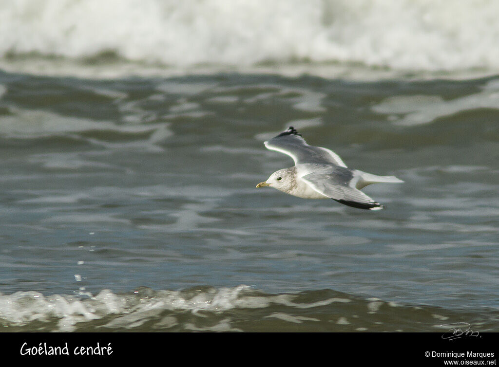 Common Gulladult post breeding, Flight