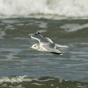 Common Gull