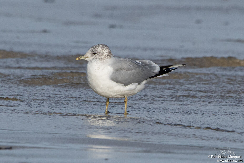 Common Gulladult post breeding, identification