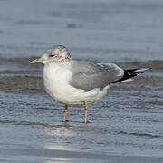 Common Gull