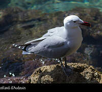 Audouin's Gull