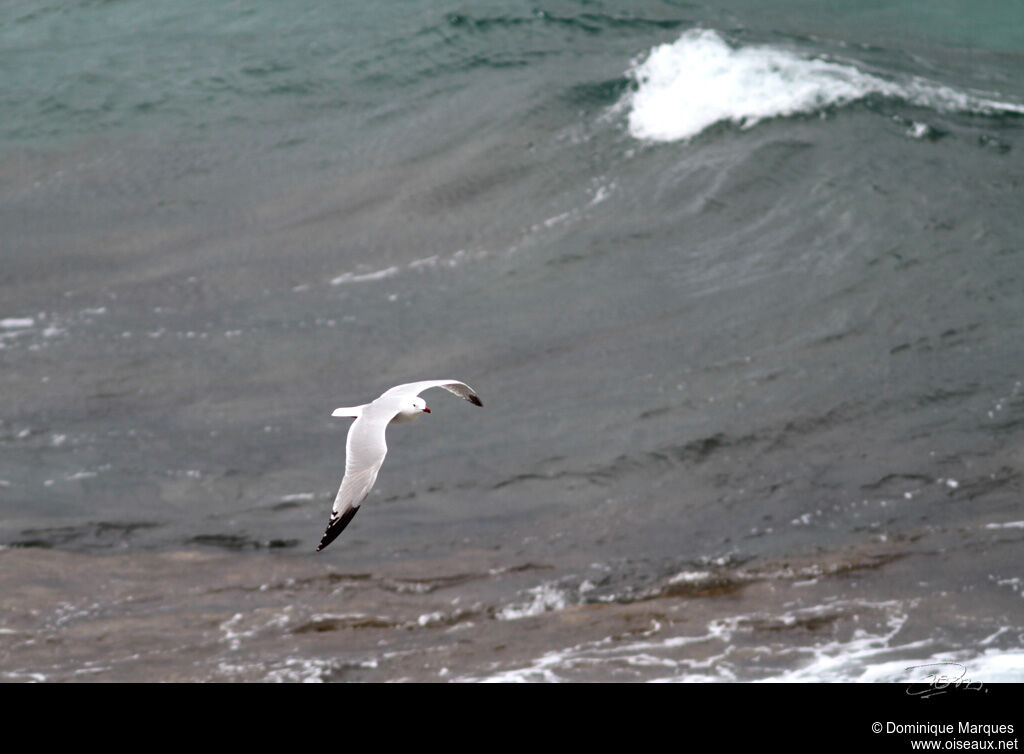 Audouin's Gulladult, Flight