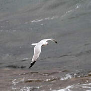 Audouin's Gull