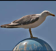 Yellow-legged Gull