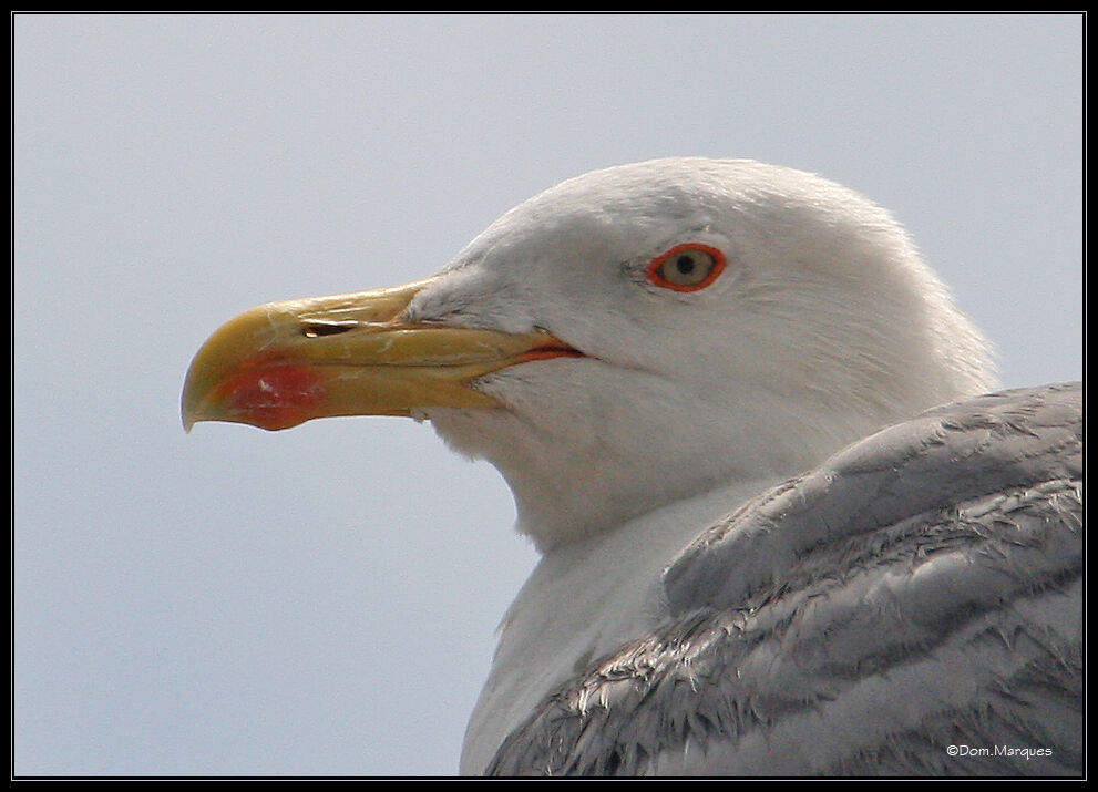 Yellow-legged Gulladult