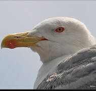 Yellow-legged Gull