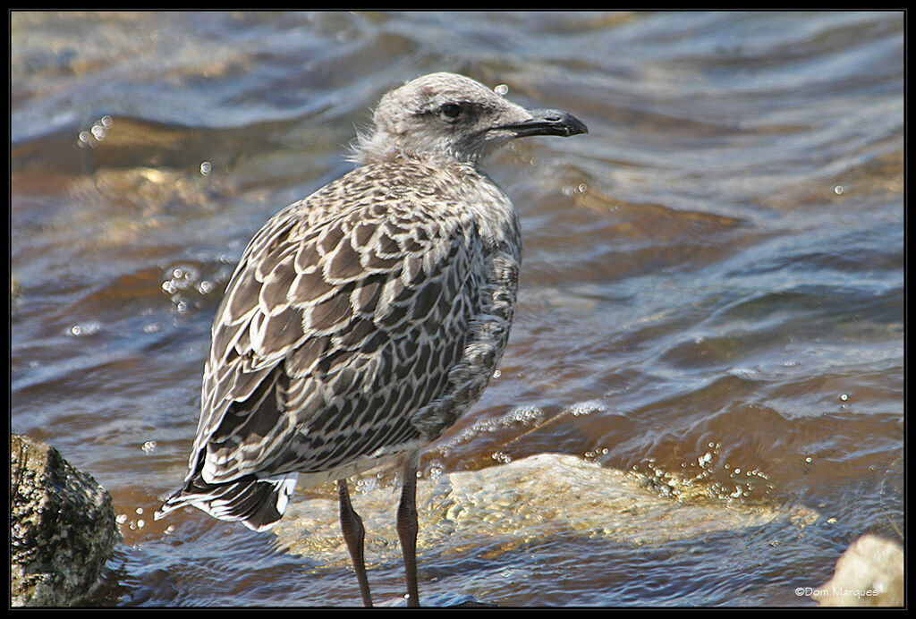 Yellow-legged Gulljuvenile, identification