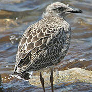 Yellow-legged Gull