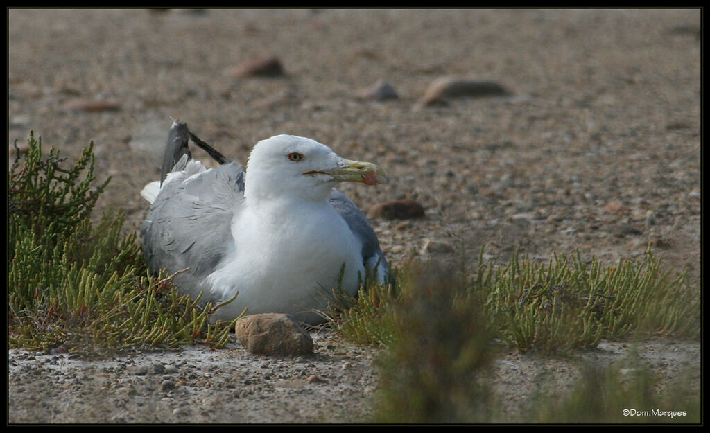 Goéland leucophéeadulte