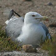 Yellow-legged Gull