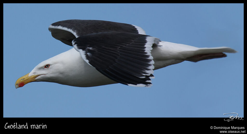 Great Black-backed Gulladult, identification