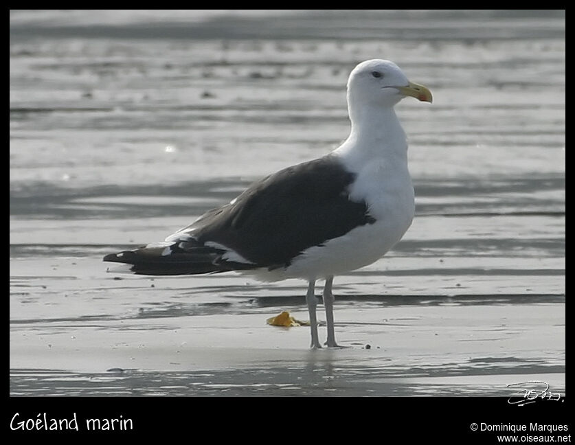 Goéland marin, identification