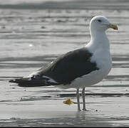 Great Black-backed Gull