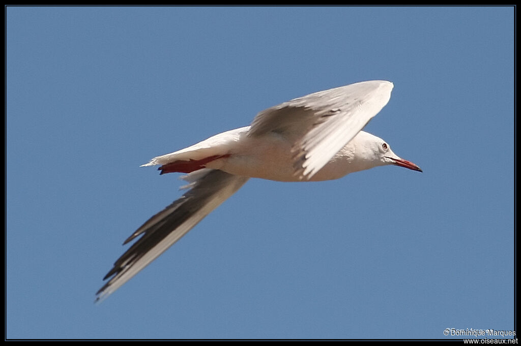 Slender-billed Gulladult, Flight