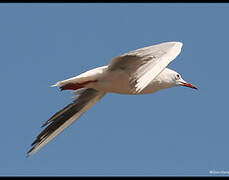 Slender-billed Gull