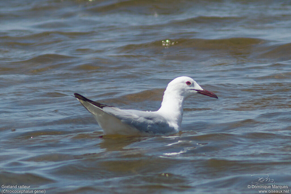 Slender-billed Gulladult, identification