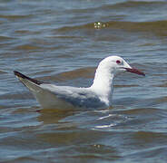 Slender-billed Gull