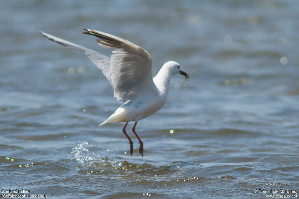 Slender-billed Gulladult, identification, fishing/hunting, eats, Behaviour